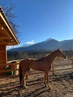 a brown horse standing next to a building at Valentinhof - organic farm in Merano