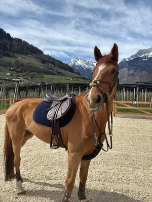 a brown horse standing in a field with mountains at Valentinhof - organic farm in Merano