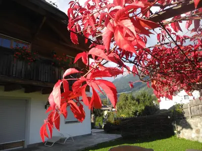 a tree with red leaves next to a house at Ortnerhof in Gais