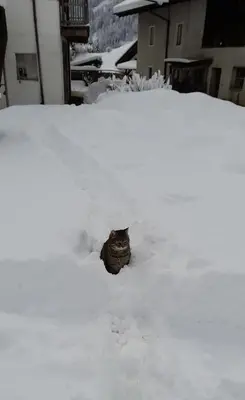 a cat is sitting in the snow at Ober-Gruberhof in Ridanna