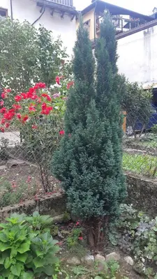 a small pine tree in a garden with flowers at CASA MASCIA in Cencenighe