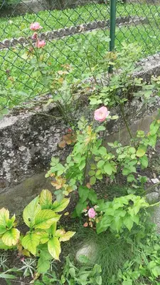 a garden with pink flowers and plants in front of a fence at CASA MASCIA in Cencenighe