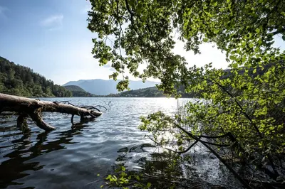 a view of a lake with a log in the water at B&B Unterhabsbergerhof in Appiano sulla Strada del Vino