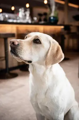a white dog sitting on the floor looking up at Pippos Mountain Lodge in Soprabolzano