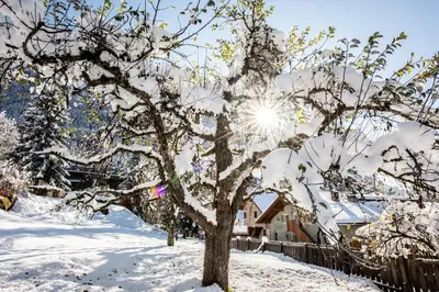 a tree covered in snow next to a fence at Haus Bergfrieden Seiser Alm in Siusi