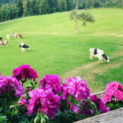 a group of cows grazing in a field with flowers at Rempphof in San Genesio Atesino