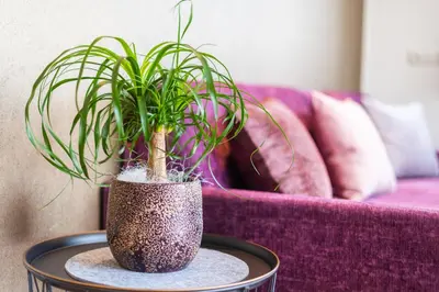 a potted plant on a table in front of a purple couch at Marlingsuites in Marlengo