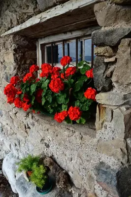 a window box with red flowers on a stone wall at Ritschhof in Castelrotto