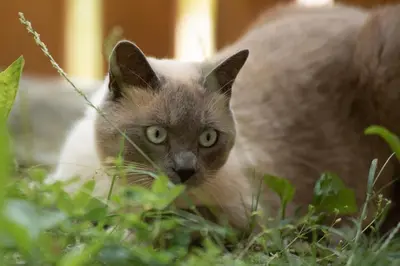 a gray and white cat sitting in the grass at Apartment Schifta in Chienes