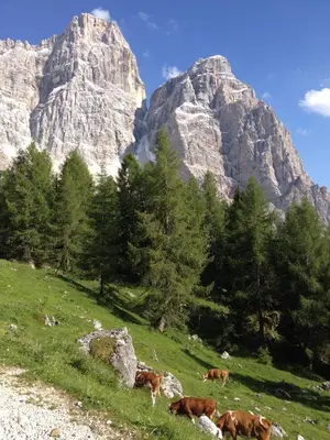 a group of cows grazing in a field in front of mountains at Cesa al Monech in Selva di Cadore