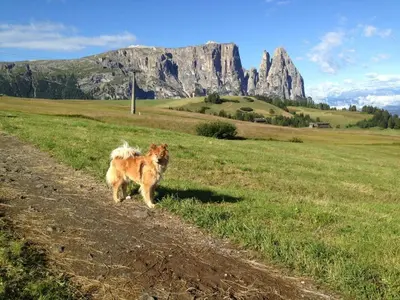 a dog walking down a dirt road in front of a mountain at Siusi Sciliar Apartment in Siusi