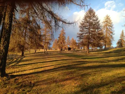 a field of grass with trees and a fence at Callhof - Bio Obsthof in Lana