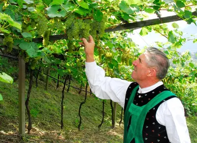a man is reaching up to pick grapes from a vineyard at Petaunerhof in Schenna
