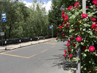 an empty road with red roses on the side at Residence Isarcus in Bressanone