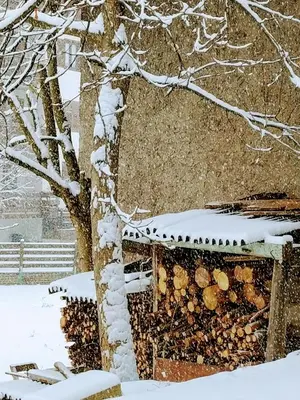 a tree in the snow next to a building at Le Bifore in valle in Predazzo