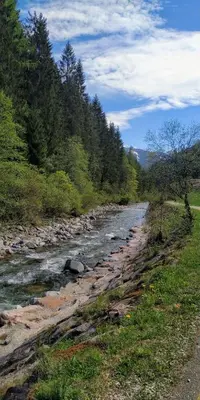 a river with rocks and trees on the side at Le Bifore in valle in Predazzo
