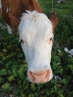 a brown and white cow standing in a field at Suite Cima Pape in Rocca Pietore
