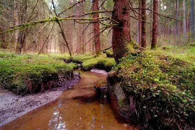 a stream in a wooded area with a tree at Residence Vis à Vis in Rasùn di Sotto