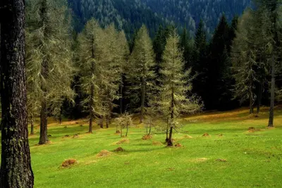 a field with green grass and trees in a forest at Residence Vis à Vis in Rasùn di Sotto