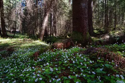 a forest filled with lots of blue flowers at Residence Vis à Vis in Rasùn di Sotto