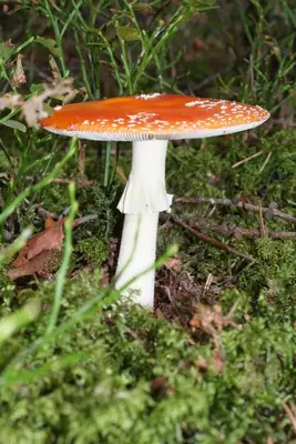 an orange and white mushroom in the grass at Residence Vis à Vis in Rasùn di Sotto