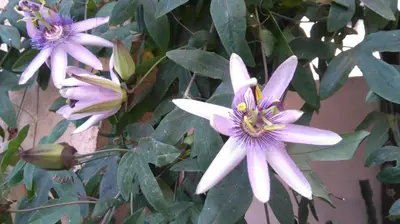 a group of purple flowers on a tree at Haus Möltner - Apartment 1927 in Caldaro