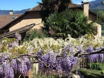 a bunch of purple flowers in front of a house at Haus Möltner - Apartment 1927 in Caldaro