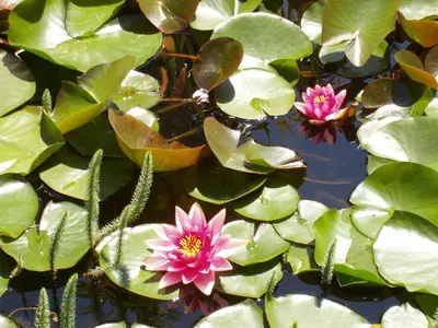 a group of pink water lilies in a pond at Köstenholzerhof in Lana