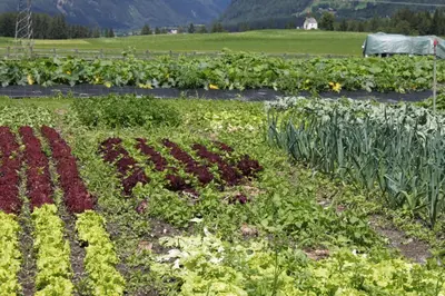 a field of crops with the word garden in the middle at Appartementhaus Lechnerhof in Brunico