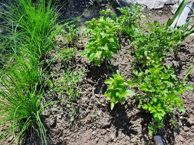 a garden with green plants in the dirt at Chalet Passeier - ZOLL in Saltusio