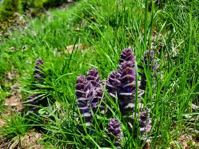 a group of purple flowers in the grass at Chalet Passeier - ZOLL in Saltusio