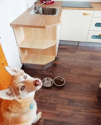 a dog sitting in the kitchen next to a bowl of food at Casa Martina in Malosco