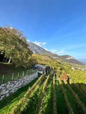 a view of a vineyard with a stone wall at Voldersberghof in Cortaccia