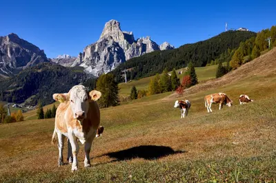 a group of cows standing on a grassy hill at Pension Angelo in Corvara in Badia