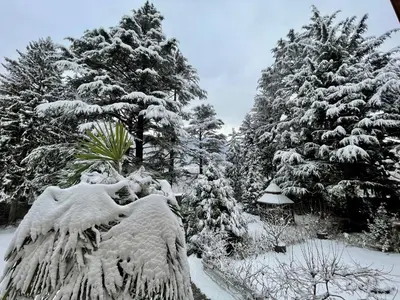 a group of pine trees covered in snow at App. Franziska Villa Fabbrani in Bressanone
