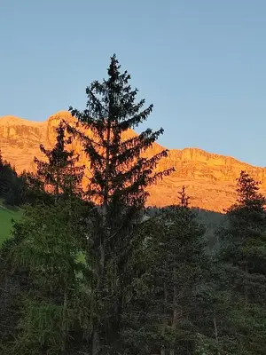 a group of pine trees in front of a mountain at Apartments B&B Pretermo in Badia