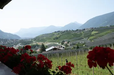 a view of a vineyard and hills with red flowers at Nössinghof in Tirolo