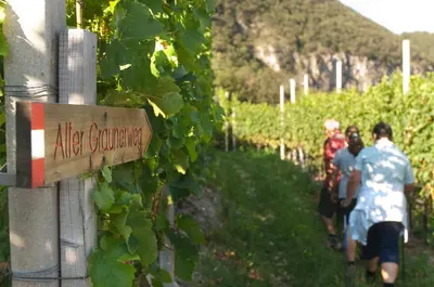 a group of people walking through a vineyard at Santlhof - Sauvignon in Cortaccia