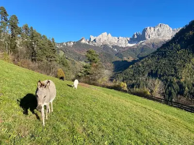 a donkey standing in a field with mountains in the background at Veraltenhof Agriturismo B&B in Tires