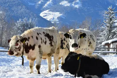 a group of three cows standing in the snow at Maurerhof Apartments Kronplatz in San Lorenzo di Sebato