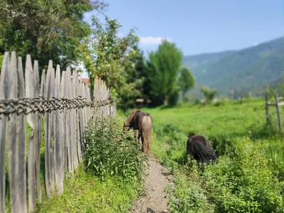 two horses grazing in a field next to a fence at Maurerhof Apartments Kronplatz in San Lorenzo di Sebato