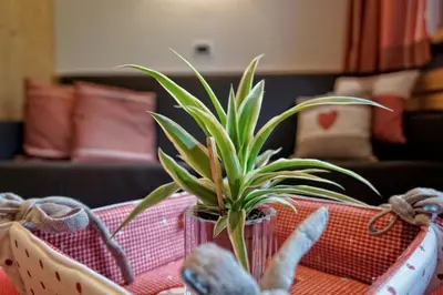 a plant in a glass vase on a table at Appartamenti Pastüres in Colfosco
