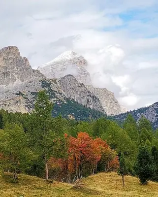 a snow covered mountain with trees in front of it at Hotel Rosalpina in Rocca Pietore