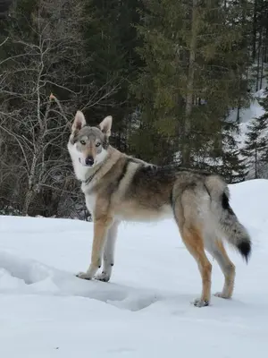 a husky dog standing in the snow at Hotel Rosalpina in Rocca Pietore