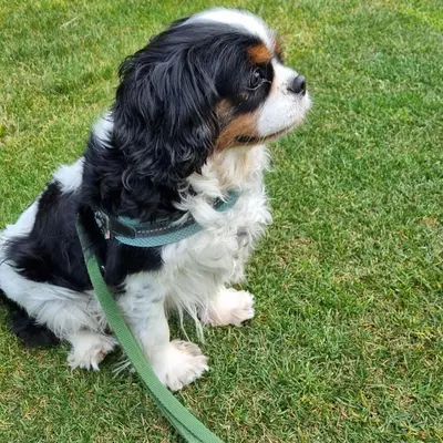 a dog on a leash sitting in the grass at B&B Cristallo in Cortina dʼAmpezzo