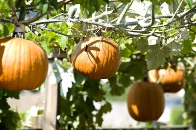 a bunch of pumpkins hanging from a tree at mittendorf klimaresidence in Schenna