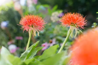 two red flowers in a garden at Garni Appartment Wagnerhof in Rablà