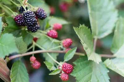 a bunch of blackberries on a tree with green leaves at Garni Appartment Wagnerhof in Rablà