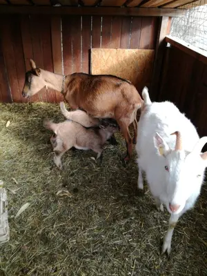 a group of goats in a barn with hay at Bartlmairhof in San Giorgio