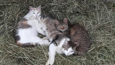 three cats laying on the grass in the hay at Bartlmairhof in San Giorgio